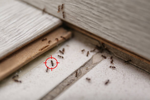 Best Residential Pest Control  in Lake Morton Berrydale, WA